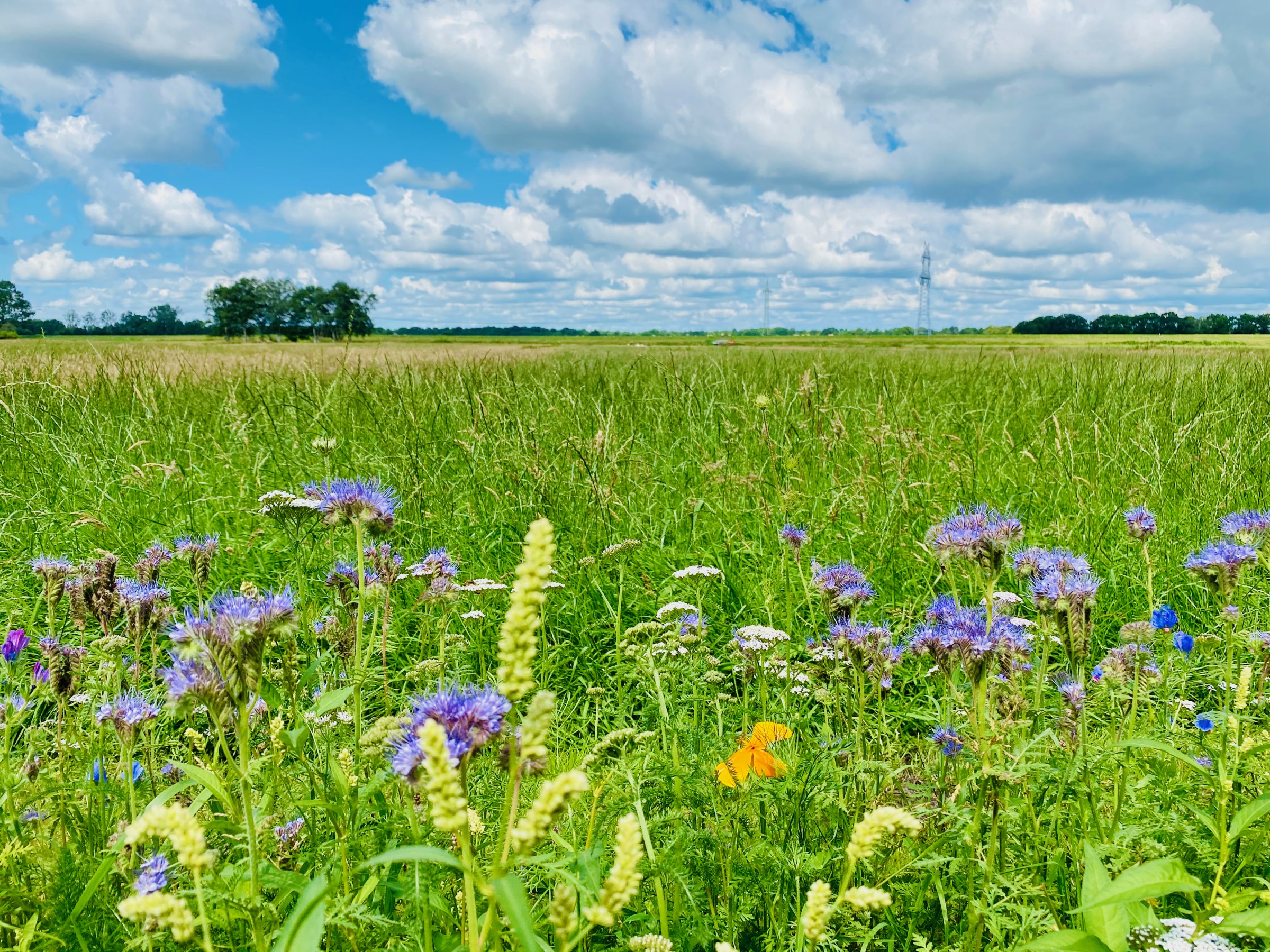 Sommerwiese in der Gemeinde Detern